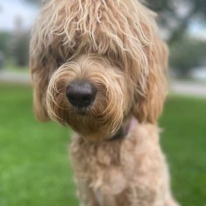 Meet your Posher, Tomi